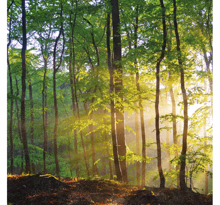 Store enrouleur arbre lumière naturelle en forêt - TenStickers