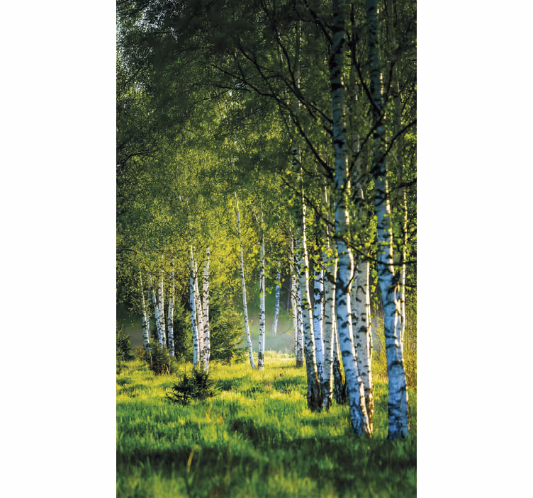 Store enrouleur arbre bosquet de bouleaux moderne - TenStickers