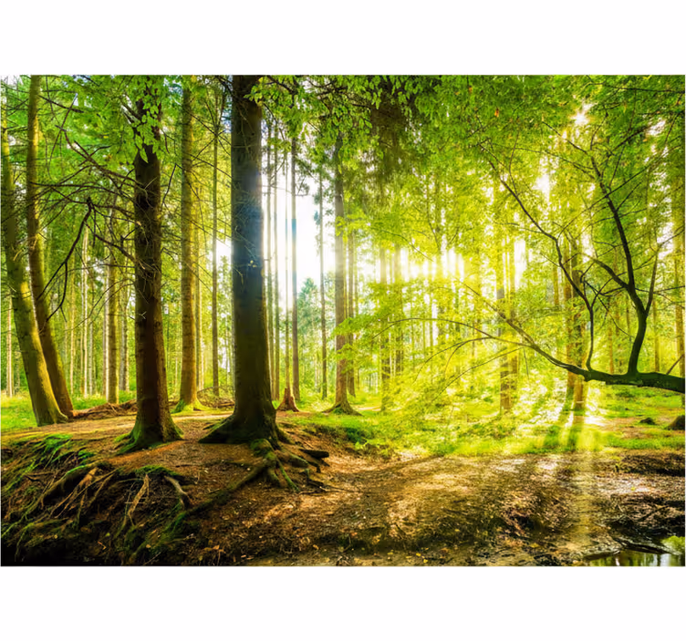 Store enrouleur arbre vallée montagne luxuriante - TenStickers