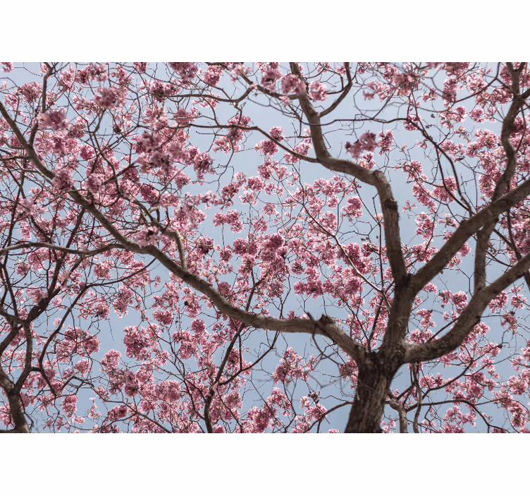 Store enrouleur cuisine arbre de cerisier rose magnifique - TenStickers
