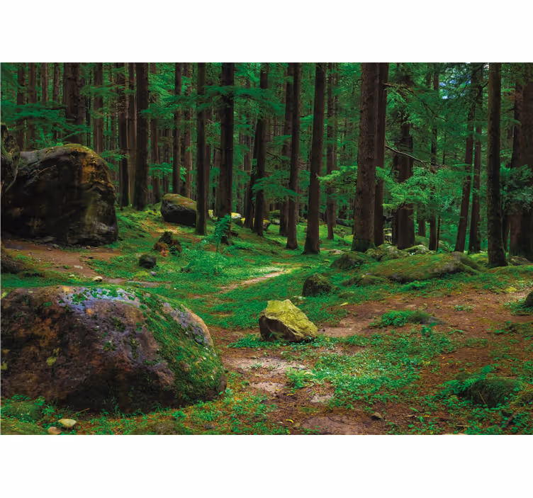 Store enrouleur salon forêt verte avec arbres - TenStickers