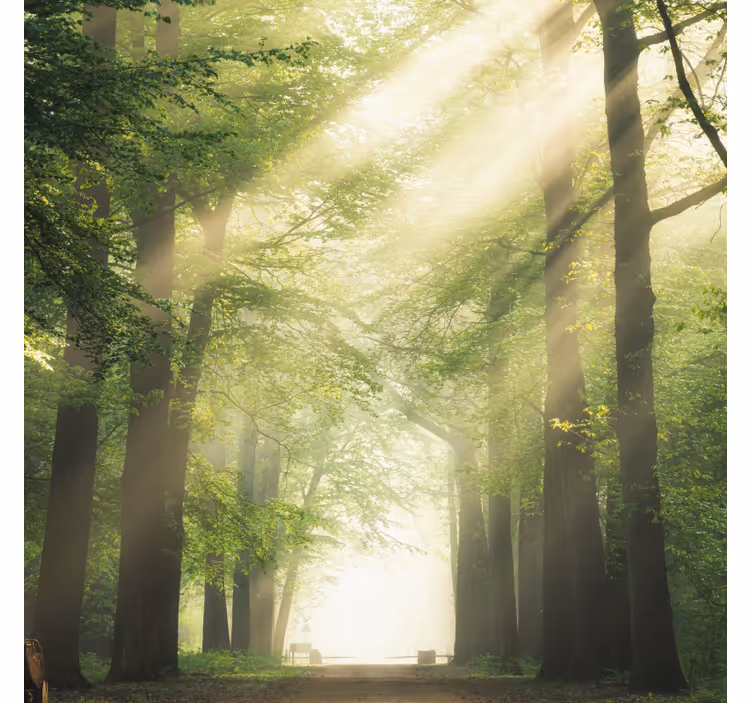 Store enrouleur salon forêt verte avec soleil - TenStickers