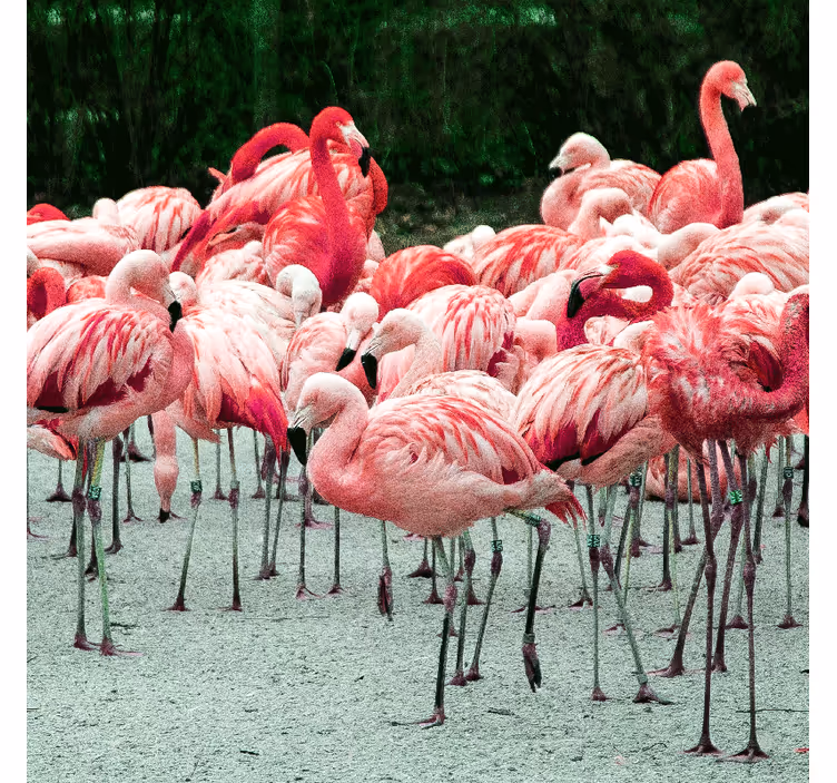 Store enrouleur salon flamants roses sur l'eau - TenStickers