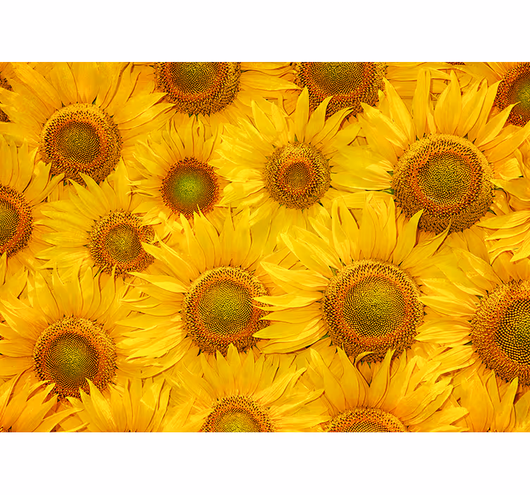 Store enrouleur jaune tournesols - TenStickers