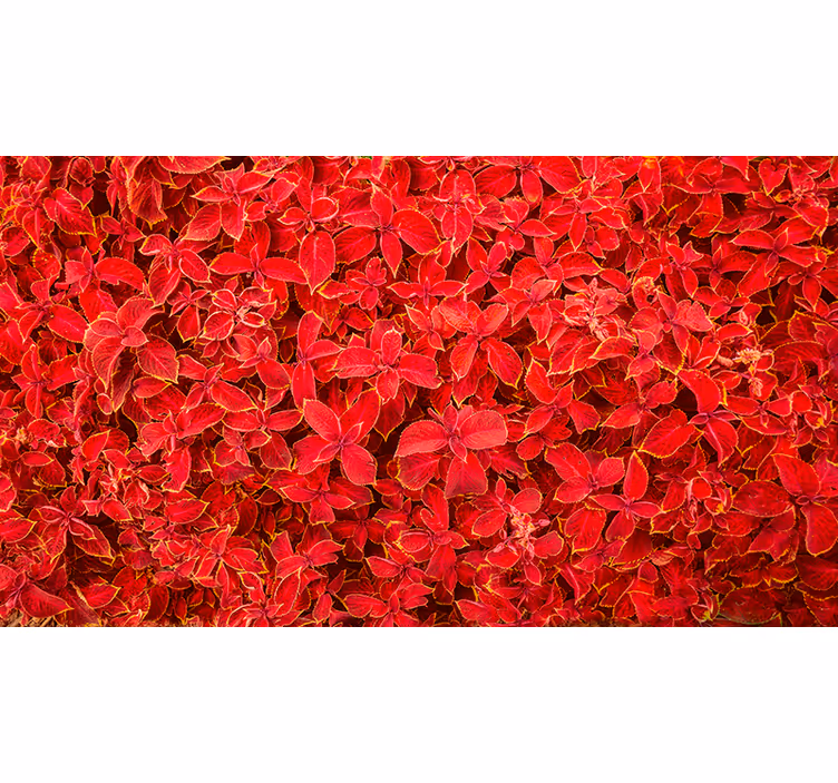 Store enrouleur rouge motif pétales - TenStickers