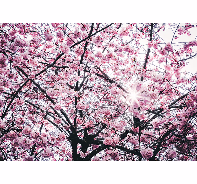 Store enrouleur rose fleur de cerisier - TenStickers