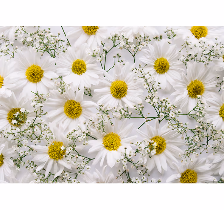 Store enrouleur salon fleur marguerite - TenStickers