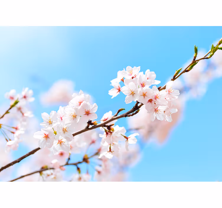 Store enrouleur salon fleurs de cerisier blanches - TenStickers