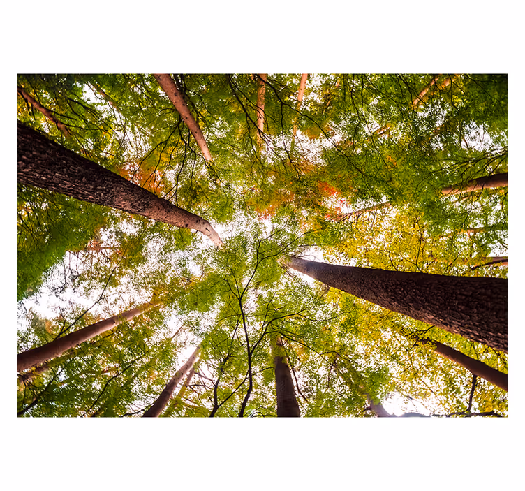 Store enrouleur salon grands arbres en forêt - TenStickers