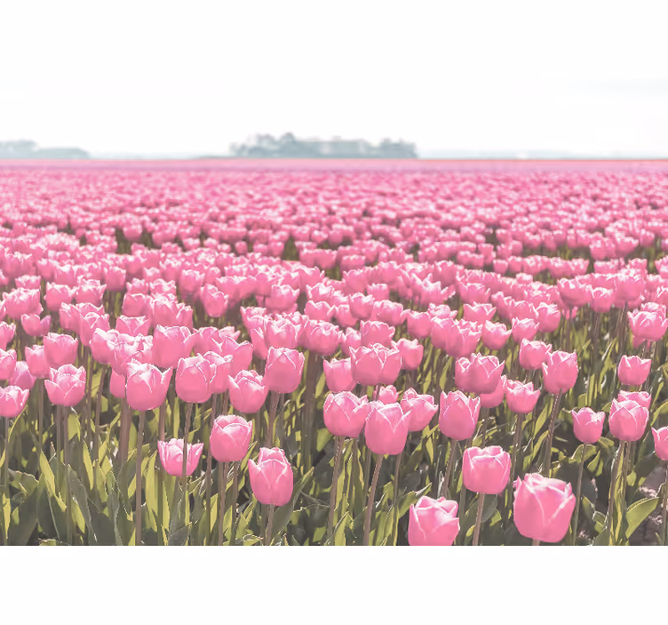 Store enrouleur salon champ de tulipes roses différentes - TenStickers