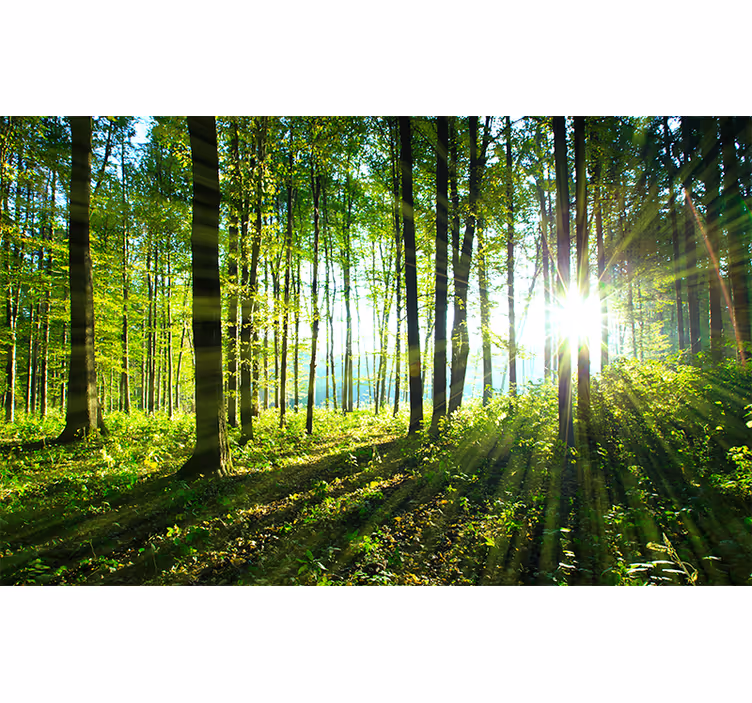 Store enrouleur salon paysage forestier lumineux - TenStickers