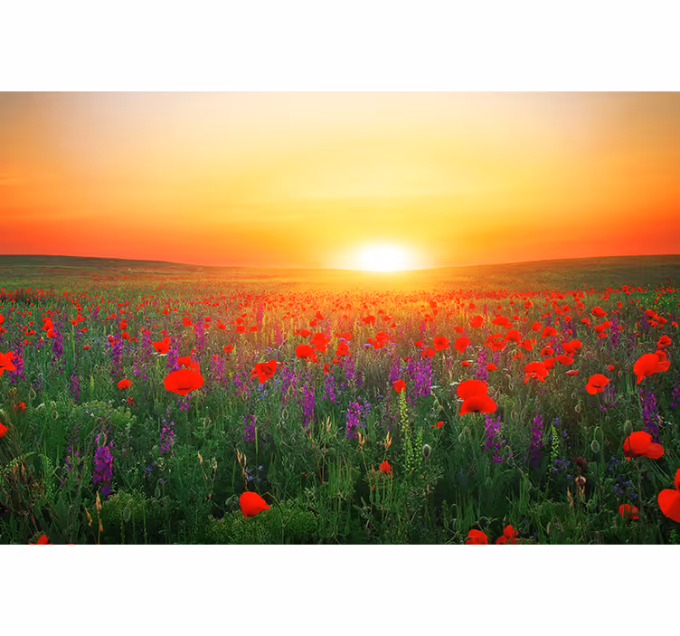 Store enrouleur salon champ de coquelicots au soleil - TenStickers