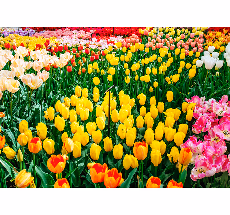 Store enrouleur salon fleurs de tulipes - TenStickers