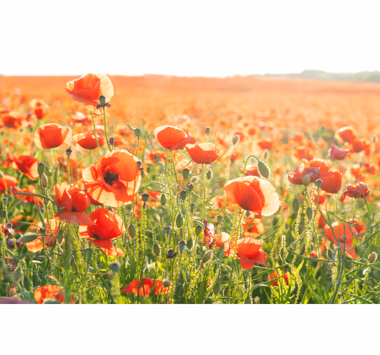 Store enrouleur salon coquelicots rouges champ ensoleillé - TenStickers