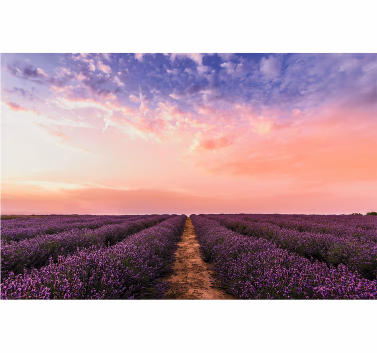 Store enrouleur salon fleurs de lavande en france - TenStickers