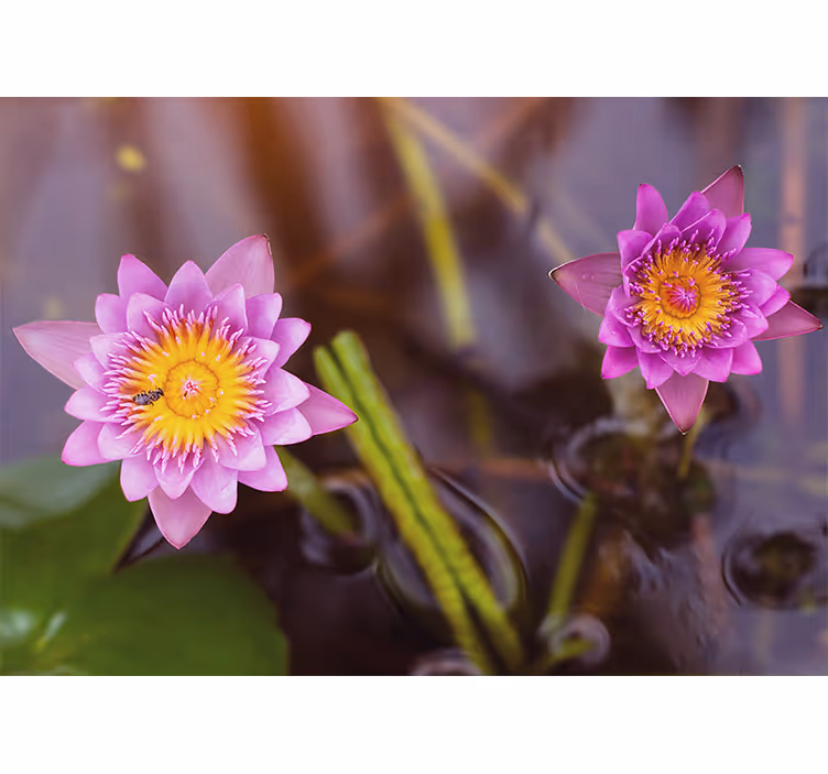 Store enrouleur salon lotus rose/violet - TenStickers