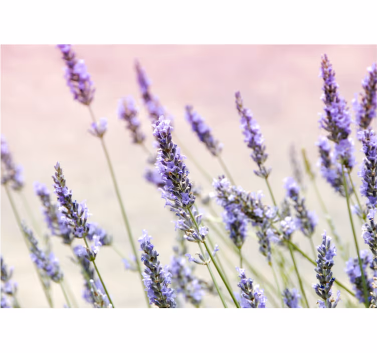Store enrouleur salon bouquet de fleurs violettes - TenStickers