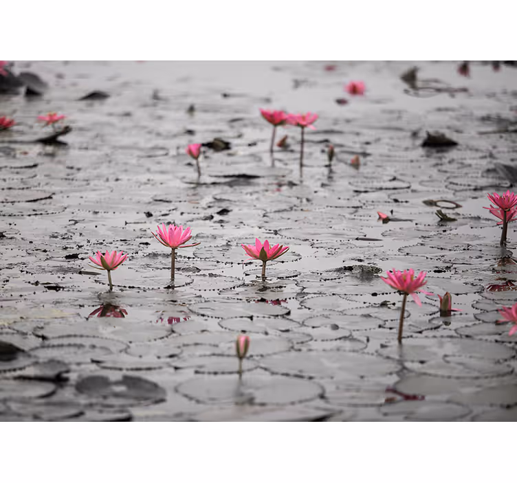 Store enrouleur salon fleurs de loto sur eau gris - TenStickers