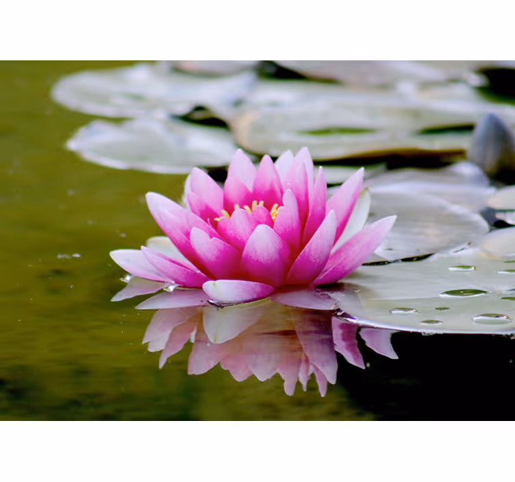 Store enrouleur salon fleur de lotus zen rose - TenStickers