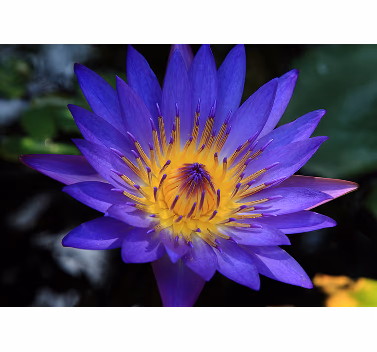Store enrouleur salon fleur de lotus violet - TenStickers