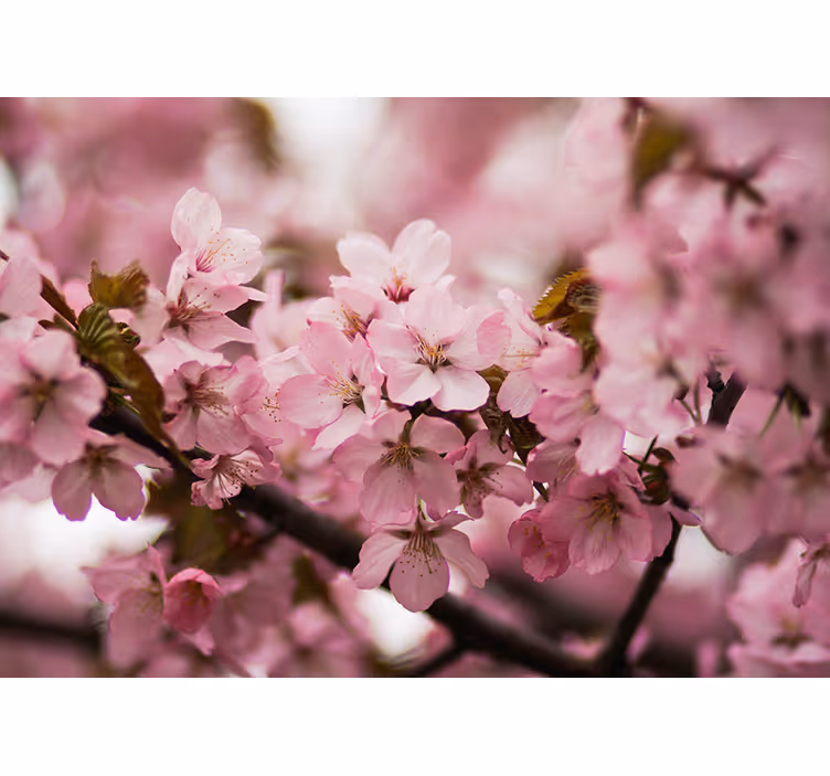Store enrouleur salon fleurs de cerisier rose - TenStickers