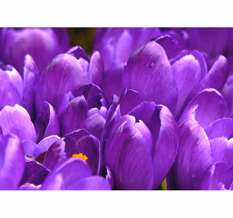 Store enrouleur salon roses violettes - TenStickers
