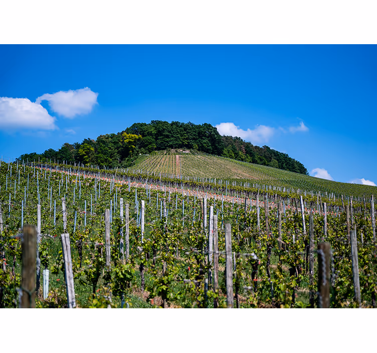 Store enrouleur salon prairie de vin - TenStickers