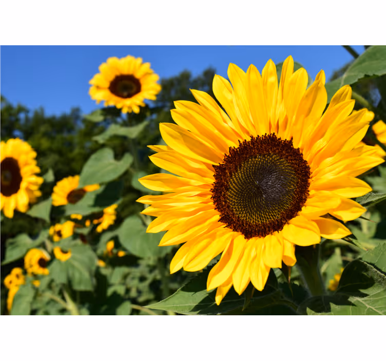 Store enrouleur salon fleur de soleil en gros plan - TenStickers