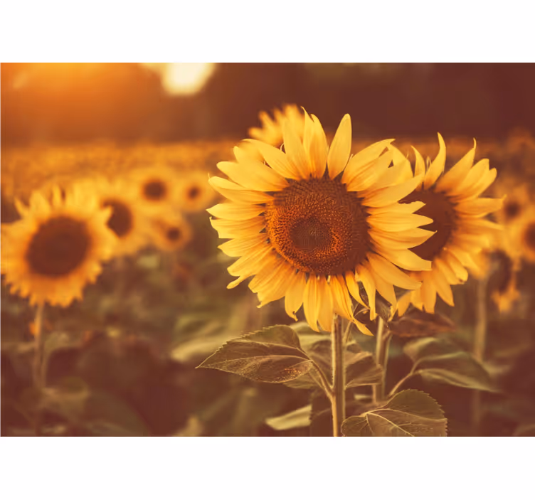 Store enrouleur salon champ de tournesols romantique - TenStickers