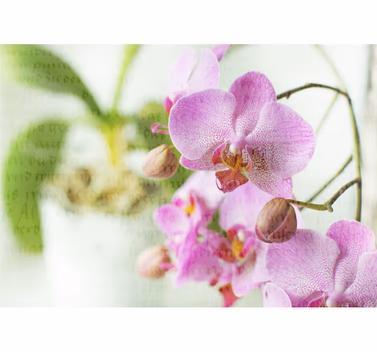 Store enrouleur salon orchidée avec texte - TenStickers