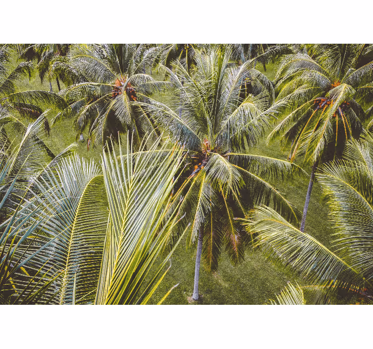 Store enrouleur salon paysage de forêt de palmiers - TenStickers