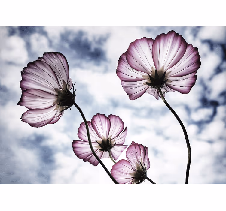 Store enrouleur salon design de fleurs cosmos violettes - TenStickers