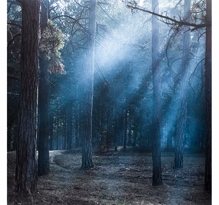 Store enrouleur salon nature crépusculaire en forêt - TenStickers