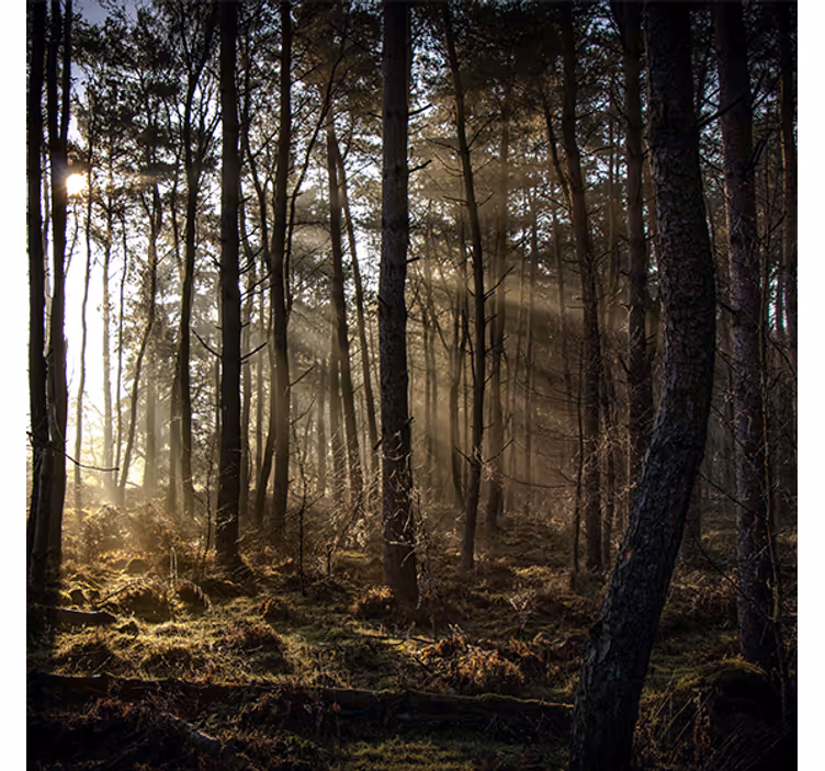 Store enrouleur salon lever de soleil en forêt - TenStickers