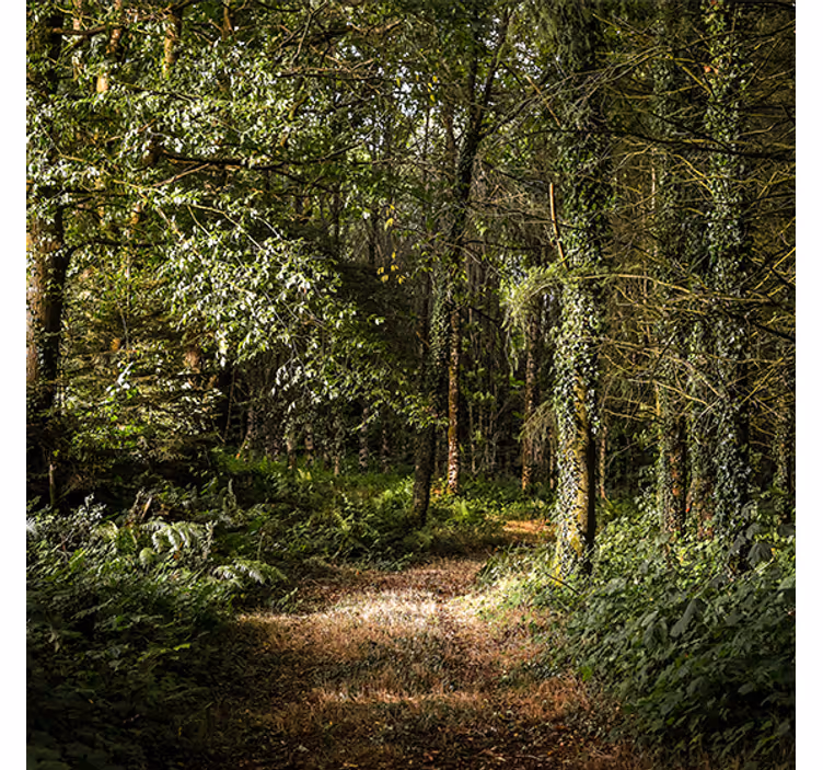Store enrouleur salon chemin forestier nature - TenStickers