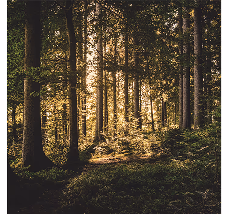 Store enrouleur salon forêt de midi nature - TenStickers