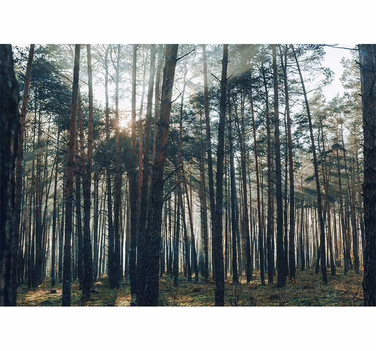 Store enrouleur salon design forêt de pins magnifique - TenStickers