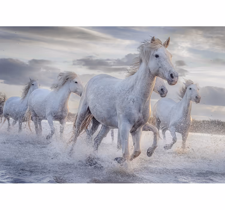 Store enrouleur blanc fresque de chevaux arrosés - TenStickers