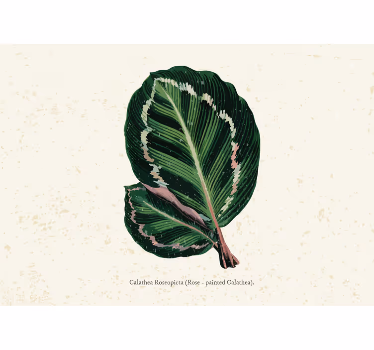 Store enrouleur chambre feuilles maranta vert rouge - TenStickers