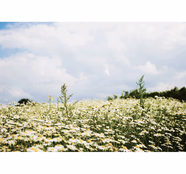 Store enrouleur chambre prairie paisible de marguerites - TenStickers