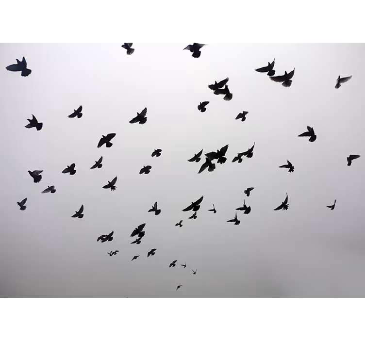 Store enrouleur gris image esthétique d'oiseaux à l'ombre - TenStickers