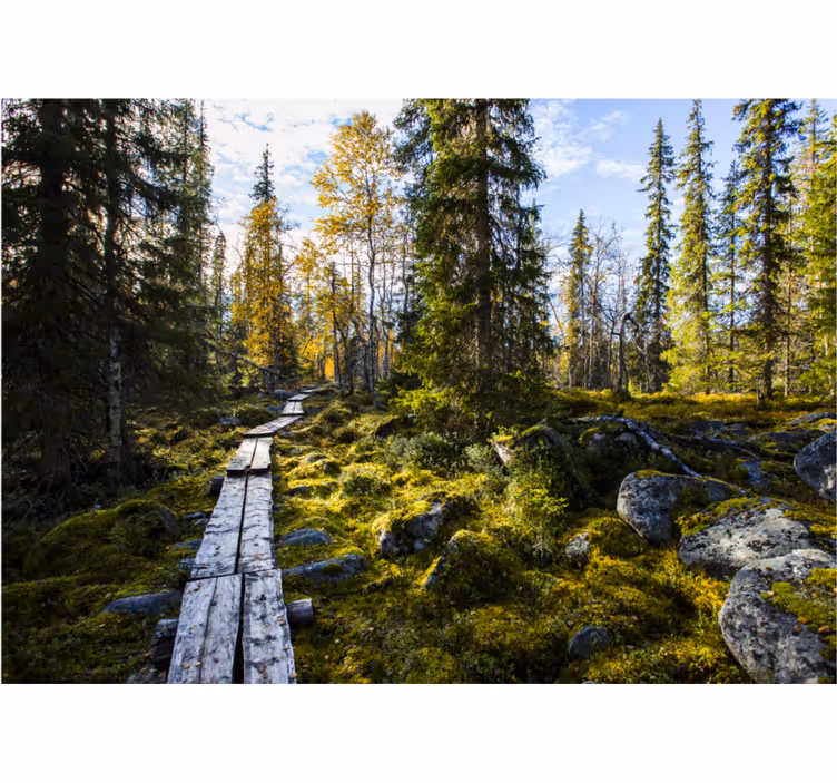 Store enrouleur chambre parc national de koli finlande - TenStickers