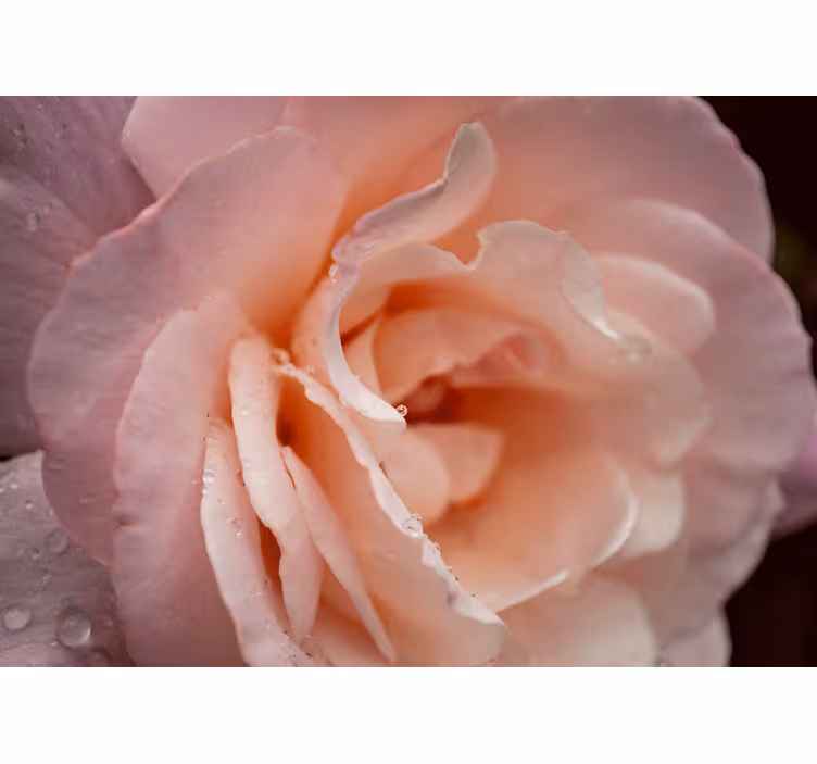 Store enrouleur chambre style élégant gouttes roses - TenStickers