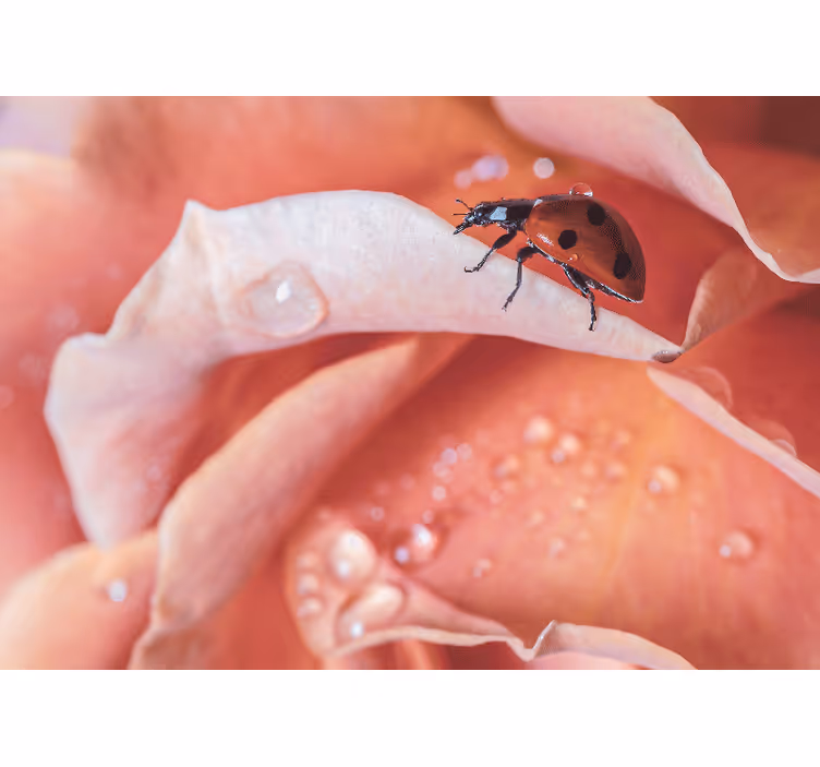 Store enrouleur chambre fleur rose coccinelle élégante - TenStickers
