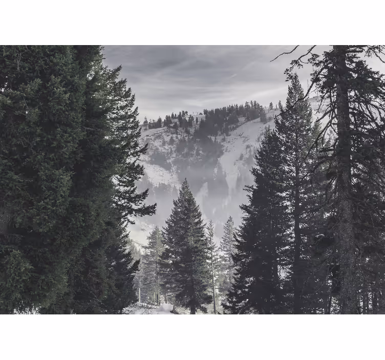 Store enrouleur salon forêt verte de montagne - TenStickers