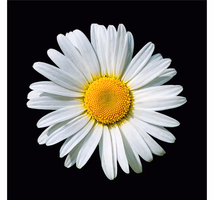 Store enrouleur chambre fleur marguerite noir et blanc - TenStickers