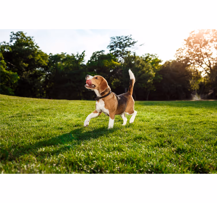 Store enrouleur chambre chien mignon en promenade - TenStickers