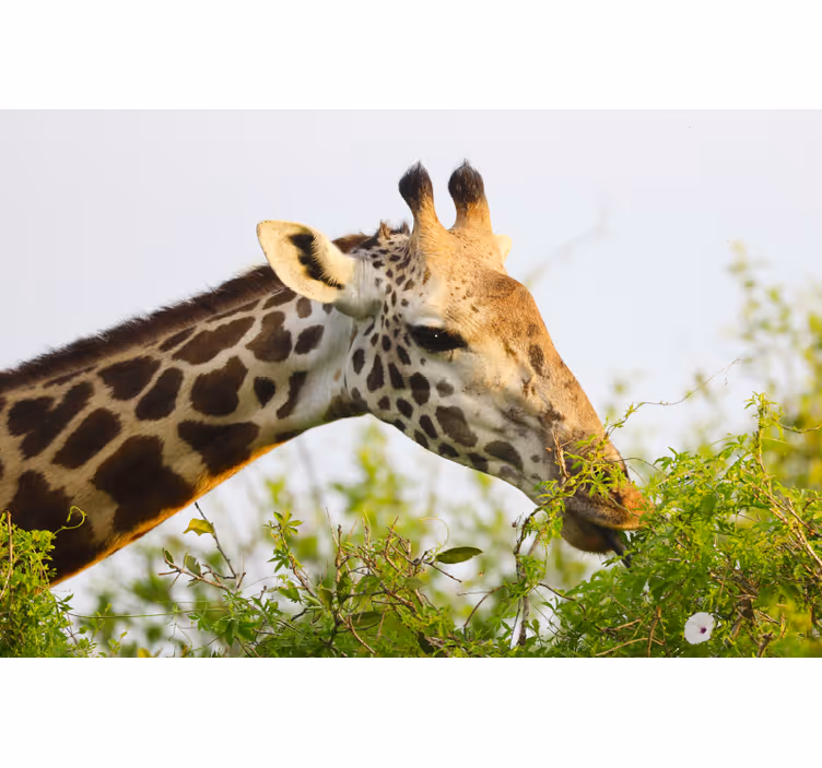 Store enrouleur chambre girafe haute animale - TenStickers