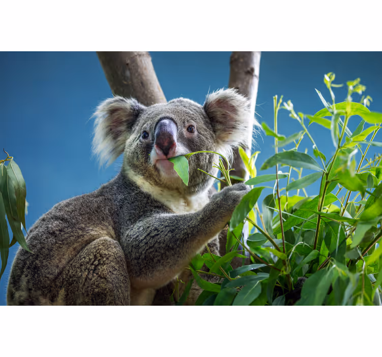 Store enrouleur chambre ours koala mignons - TenStickers