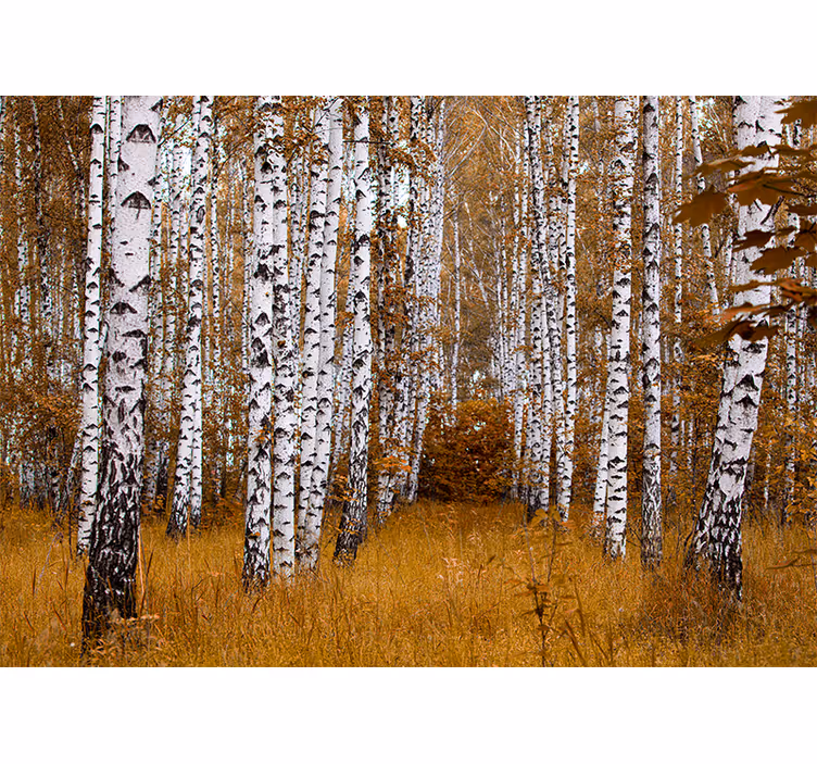 Store enrouleur chambre arbres de bouleau - TenStickers